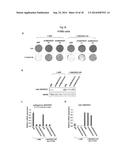 METHODS AND COMPOSITIONS FOR PREDICTING RESISTANCE TO ANTICANCER TREATMENT diagram and image