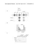 METHODS AND COMPOSITIONS FOR PREDICTING RESISTANCE TO ANTICANCER TREATMENT diagram and image