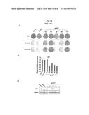 METHODS AND COMPOSITIONS FOR PREDICTING RESISTANCE TO ANTICANCER TREATMENT diagram and image