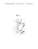 ISOTOPIC LABELING FOR THE MEASUREMENT OF GLOBAL PROTEIN LEVELS AND     TURNOVER IN VIVO diagram and image