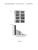 COMPOSITIONS AND METHODS TO CONCURRENTLY TREAT AND/OR PREVENT MULTIPLE     DISEASES WITH CUPREDOXINS diagram and image