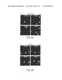 COMPOSITIONS AND METHODS TO CONCURRENTLY TREAT AND/OR PREVENT MULTIPLE     DISEASES WITH CUPREDOXINS diagram and image