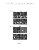 COMPOSITIONS AND METHODS TO CONCURRENTLY TREAT AND/OR PREVENT MULTIPLE     DISEASES WITH CUPREDOXINS diagram and image