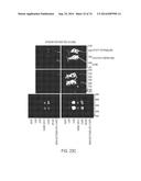 COMPOSITIONS AND METHODS TO CONCURRENTLY TREAT AND/OR PREVENT MULTIPLE     DISEASES WITH CUPREDOXINS diagram and image