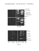 COMPOSITIONS AND METHODS TO CONCURRENTLY TREAT AND/OR PREVENT MULTIPLE     DISEASES WITH CUPREDOXINS diagram and image