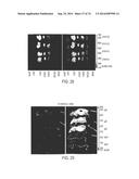 COMPOSITIONS AND METHODS TO CONCURRENTLY TREAT AND/OR PREVENT MULTIPLE     DISEASES WITH CUPREDOXINS diagram and image