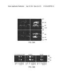 COMPOSITIONS AND METHODS TO CONCURRENTLY TREAT AND/OR PREVENT MULTIPLE     DISEASES WITH CUPREDOXINS diagram and image