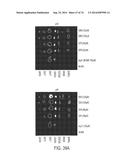 COMPOSITIONS AND METHODS TO CONCURRENTLY TREAT AND/OR PREVENT MULTIPLE     DISEASES WITH CUPREDOXINS diagram and image