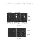 COMPOSITIONS AND METHODS TO CONCURRENTLY TREAT AND/OR PREVENT MULTIPLE     DISEASES WITH CUPREDOXINS diagram and image