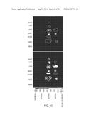 COMPOSITIONS AND METHODS TO CONCURRENTLY TREAT AND/OR PREVENT MULTIPLE     DISEASES WITH CUPREDOXINS diagram and image