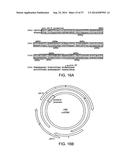 Hepatitis B Virus-Binding Polypeptides and Methods of Use Thereof diagram and image