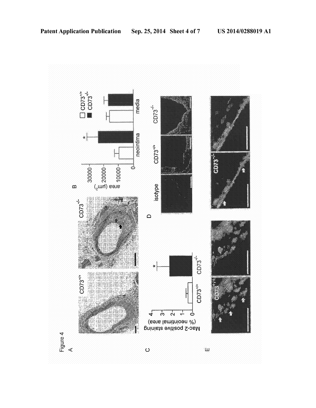 Phosphorylated A2A Receptor Agonists - diagram, schematic, and image 05