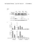 Selective inhibition of MALT1 protease by  phenothiazine derivatives diagram and image