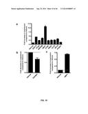 USE OF TRANSLATIONAL PROFILING TO IDENTIFY TARGET MOLECULES FOR     THERAPEUTIC TREATMENT diagram and image