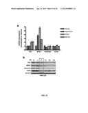 USE OF TRANSLATIONAL PROFILING TO IDENTIFY TARGET MOLECULES FOR     THERAPEUTIC TREATMENT diagram and image