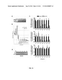 USE OF TRANSLATIONAL PROFILING TO IDENTIFY TARGET MOLECULES FOR     THERAPEUTIC TREATMENT diagram and image