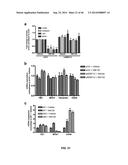 USE OF TRANSLATIONAL PROFILING TO IDENTIFY TARGET MOLECULES FOR     THERAPEUTIC TREATMENT diagram and image