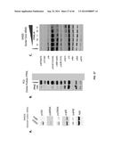 USE OF TRANSLATIONAL PROFILING TO IDENTIFY TARGET MOLECULES FOR     THERAPEUTIC TREATMENT diagram and image