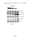 USE OF TRANSLATIONAL PROFILING TO IDENTIFY TARGET MOLECULES FOR     THERAPEUTIC TREATMENT diagram and image