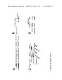 Bruton s Tyrosine Kinase As Anti-Cancer Drug Target diagram and image