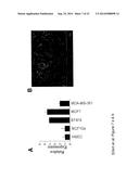 Bruton s Tyrosine Kinase As Anti-Cancer Drug Target diagram and image