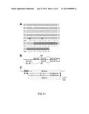 Bruton s Tyrosine Kinase As Anti-Cancer Drug Target diagram and image