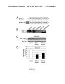 Bruton s Tyrosine Kinase As Anti-Cancer Drug Target diagram and image