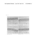 DRIED AND IRRADIATED SKIN EQUIVALENTS FOR READY USE diagram and image