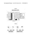 HUMAN MONOCLONAL ANTIBODY NEUTRALIZING VASCULAR ENDOTHELIAL GROWTH FACTOR     RECEPTOR AND USE THEREOF diagram and image