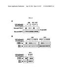 HUMAN MONOCLONAL ANTIBODY NEUTRALIZING VASCULAR ENDOTHELIAL GROWTH FACTOR     RECEPTOR AND USE THEREOF diagram and image