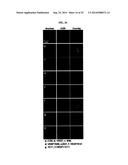 HUMAN MONOCLONAL ANTIBODY NEUTRALIZING VASCULAR ENDOTHELIAL GROWTH FACTOR     RECEPTOR AND USE THEREOF diagram and image