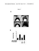 HUMAN MONOCLONAL ANTIBODY NEUTRALIZING VASCULAR ENDOTHELIAL GROWTH FACTOR     RECEPTOR AND USE THEREOF diagram and image