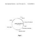 Polypeptides Having Xylanase Activity and Polynucleotides Encoding Same diagram and image