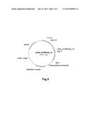 Polypeptides Having Xylanase Activity and Polynucleotides Encoding Same diagram and image