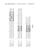 Anti-Pancreatic Cancer Antibodies diagram and image