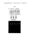 Anti-Pancreatic Cancer Antibodies diagram and image