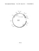 ANTI-PLEIOTROPHIN ANTIBODIES AND METHODS OF USE THEREOF diagram and image