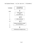 ANTI-PLEIOTROPHIN ANTIBODIES AND METHODS OF USE THEREOF diagram and image