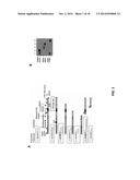 FUNCTION AND REGULATION OF ADAMTS-1 diagram and image