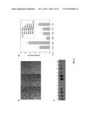 FUNCTION AND REGULATION OF ADAMTS-1 diagram and image