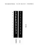 FUNCTION AND REGULATION OF ADAMTS-1 diagram and image