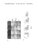 FUNCTION AND REGULATION OF ADAMTS-1 diagram and image