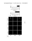 MEANS AND METHODS FOR TREATING AND/OR PREVENTING NATURAL AHR     LIGAND-DEPENDENT CANCER diagram and image