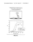 SERUM ALBUMIN BINDING PEPTIDES FOR TUMOR TARGETING diagram and image