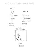 MENINGOCOCCUS ADHESINS NADA, APP AND ORF 40 diagram and image