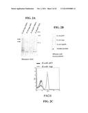 MENINGOCOCCUS ADHESINS NADA, APP AND ORF 40 diagram and image