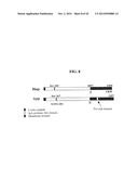 MENINGOCOCCUS ADHESINS NADA, APP AND ORF 40 diagram and image