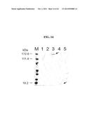 MENINGOCOCCUS ADHESINS NADA, APP AND ORF 40 diagram and image