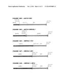 HETEROLOGOUS EXPRESSION OF NEISSERIAL PROTEINS diagram and image