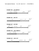 HETEROLOGOUS EXPRESSION OF NEISSERIAL PROTEINS diagram and image